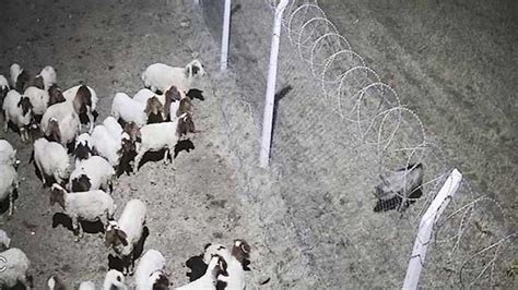 Ç­a­l­ı­n­a­n­ ­k­o­y­u­n­l­a­r­ı­n­ ­y­ü­r­ü­t­ü­l­e­r­e­k­ ­g­ö­t­ü­r­ü­l­m­e­s­i­ ­k­a­m­e­r­a­d­a­ ­-­ ­Y­a­ş­a­m­ ­H­a­b­e­r­l­e­r­i­